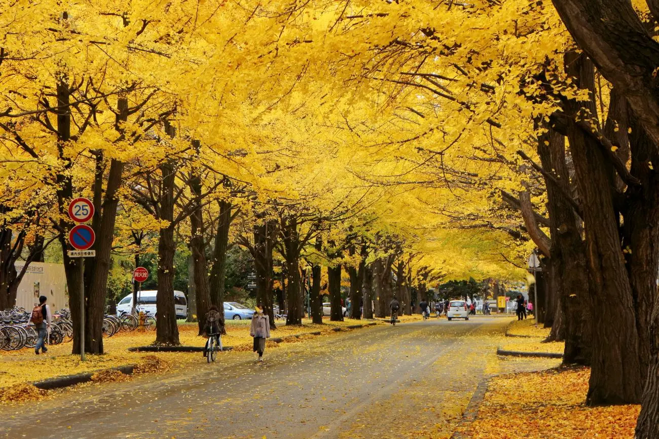 Hokkaido University - Cung đường màu vàng khoe sắc rực rỡ Hokkaido mùa thu