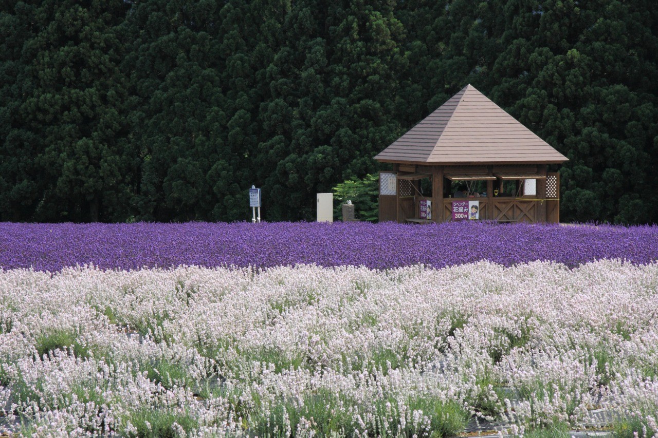 TRẢI NGHIỆM MÙA HOA LAVENDER NHẬT BẢN