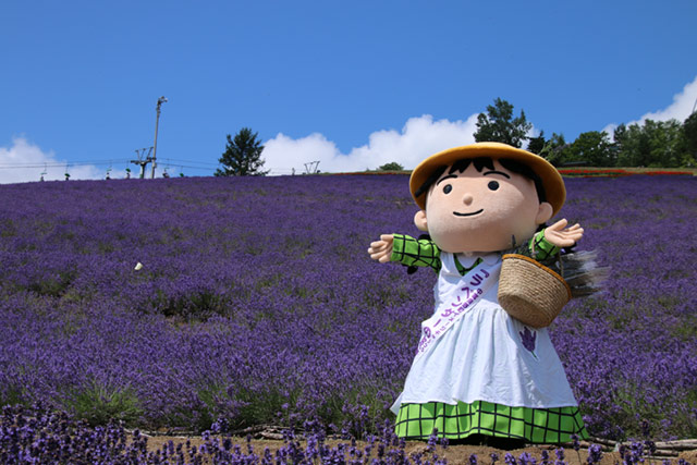 Mùa hoa Lavender Nhật Bản