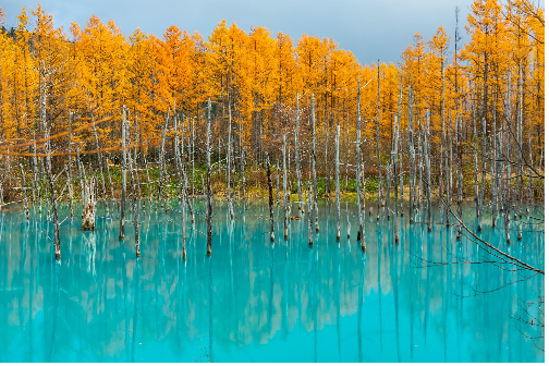 TOUR NHẬT BẢN MÙA THU HOKKAIDO