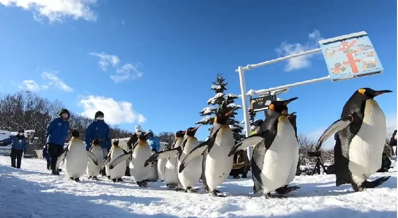 KHÁM PHÁ MIỀN TUYẾT TRẮNG HOKKAIDO