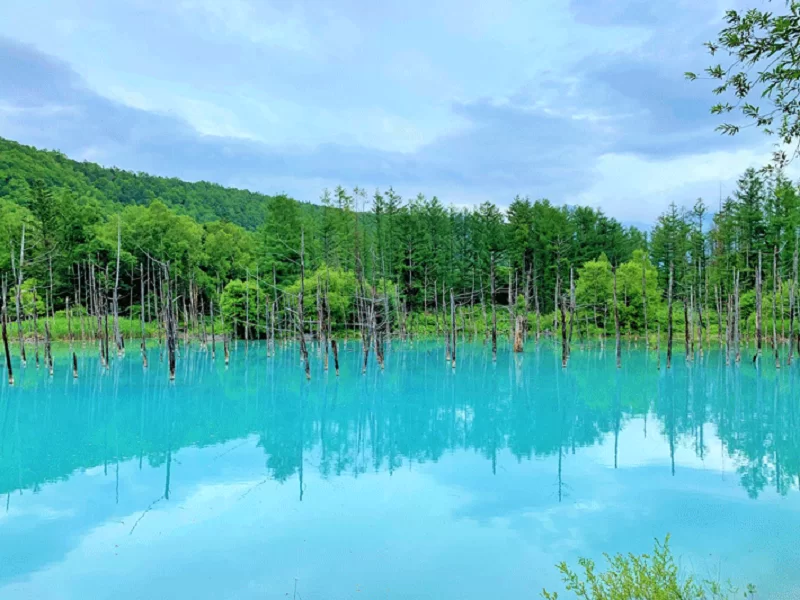 TOUR DU LỊCH MÙA HÈ HOKKAIDO