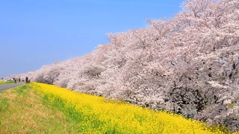 Công viên Sakura Tsutsumi