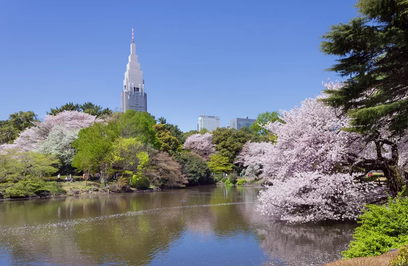 CHƯƠNG TRÌNH ĐẶC BIỆT CHO NHÓM KHÁCH NHỎ – CUNG ĐƯỜNG VÀNG MÙA SAKURA