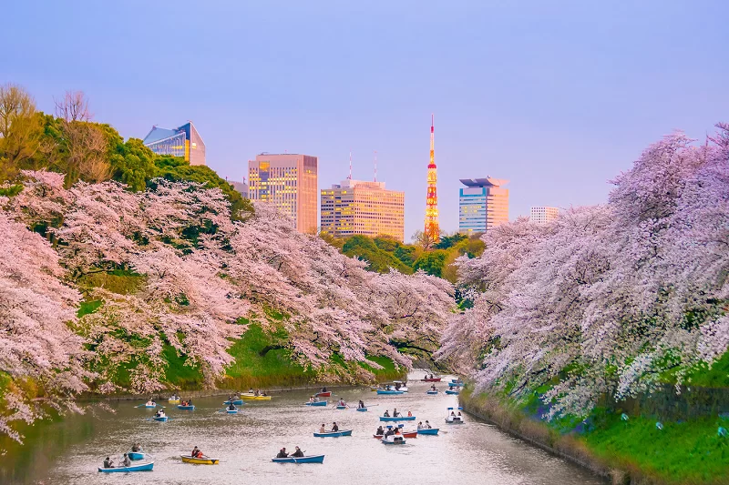 TOUR NHẬT BẢN SAKURA: NARITA – TOKYO – YOKOHAMA – FUJI – NAGOYA – KANSAI