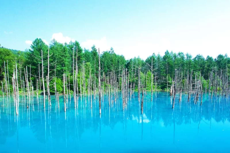 NGẮM HOA OẢI HƯƠNG TẠI HOKKAIDO
