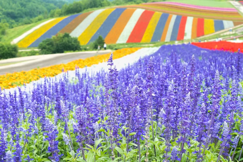 NGẮM HOA OẢI HƯƠNG TẠI HOKKAIDO