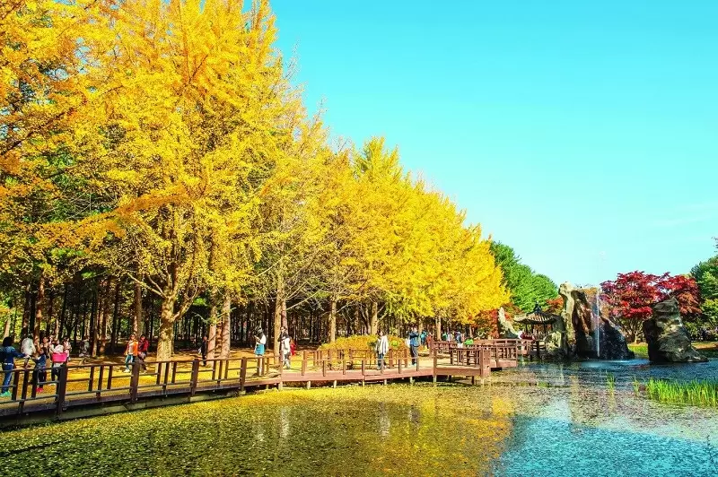 TOUR HÀN QUỐC TIẾT KIỆM HÈ THU 2025:  SEOUL – NAMI – EVERLAND – BUKCHON