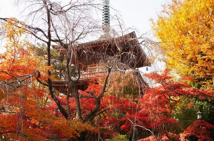 SẮC THU NHẬT BẢN: NAGOYA – YAMANASHI – HAKONE – TOKYO – NARITA