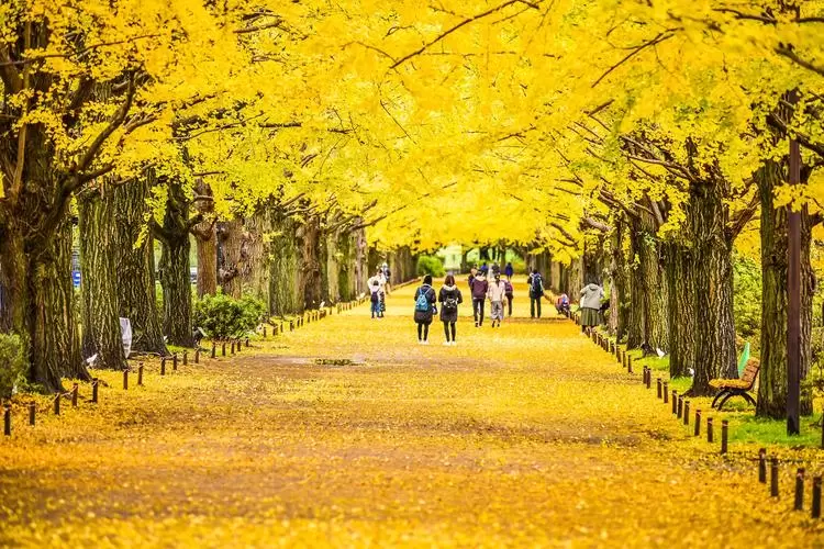 KAMIKOCHI – VIÊN NGỌC QUÝ CỦA DÃY APLS NHẬT BẢN