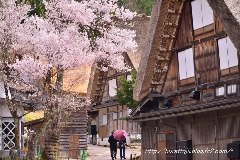 Làng cổ tích Shirakawa-go rực sắc hoa anh đào