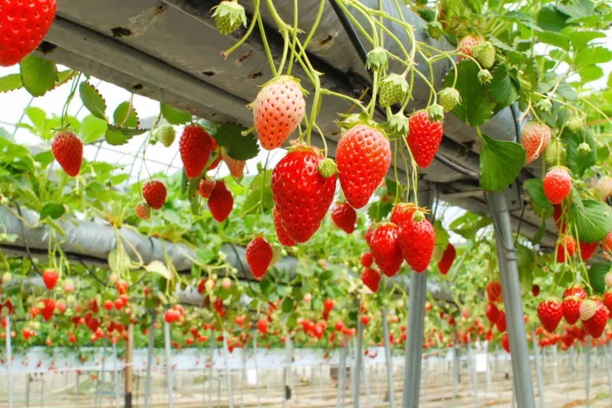 NHẬT BẢN – CUNG ĐƯỜNG CỔ TÍCH (VNA): NGẮM HOA SAKURA 2026