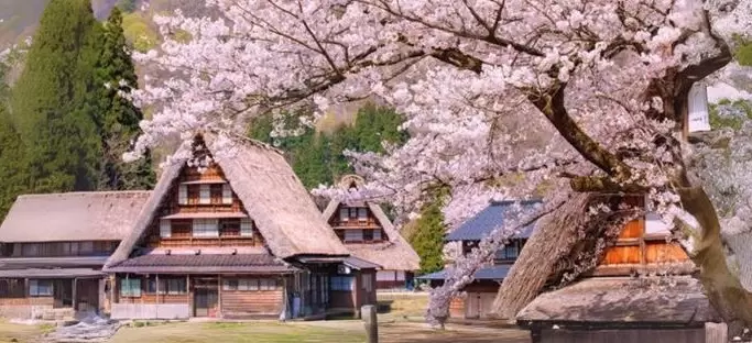 NHẬT BẢN – CUNG ĐƯỜNG CỔ TÍCH (VNA): NGẮM HOA SAKURA 2026