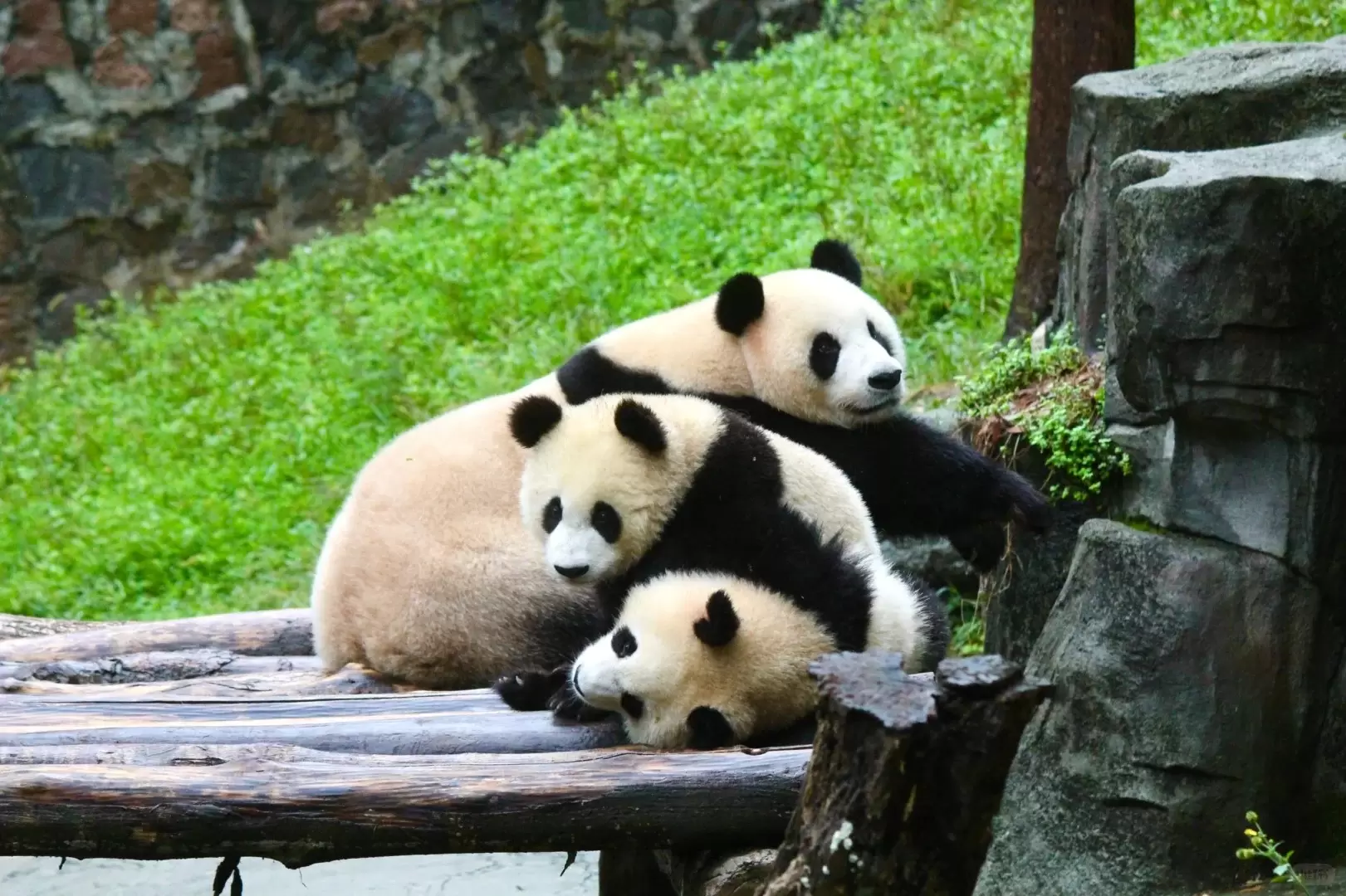 TRUNG QUỐC CỬU TRẠI CÂU 7N7Đ – NGA MI SƠN – LẠC SƠN ĐẠI PHẬT – TRÙNG KHÁNH (NOSHOP – BAY CA)