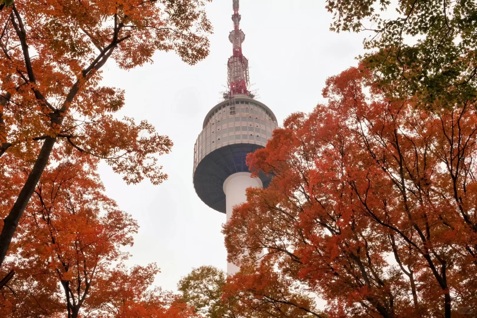 HÀN QUỐC MÙA LÁ VÀNG 2026: SEOUL – NAMI – EVERLAND (BAY VJ)