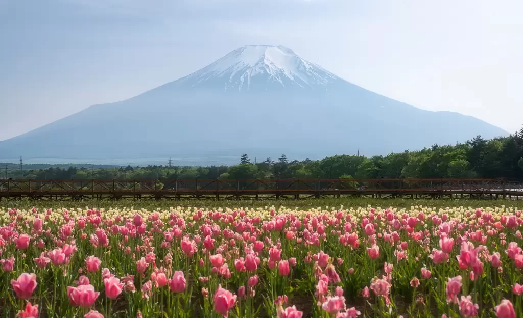 TOUR TOKYO – PHÚ SỸ 5 NGÀY 4 ĐÊM