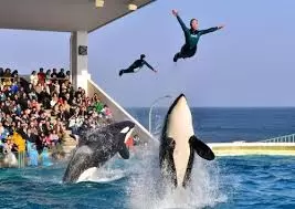 PHÚ SỸ – TOKYO – BIỂN XANH AQUA PARK