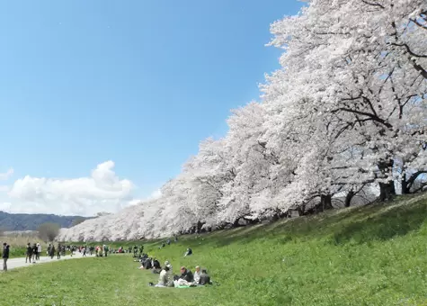 Ngắm hoa anh đào tại công viên Yodogawa Kasen