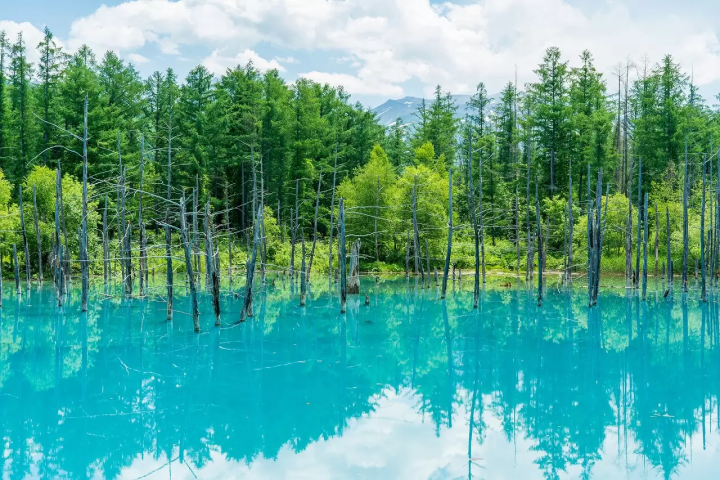 HOKKAIDO MÙA HÈ (BAY ANA) 6 NGÀY 5 ĐÊM: NGẮM HOA LAVENDER