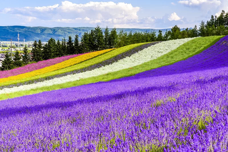 HOKKAIDO MÙA HÈ (BAY ANA) 6 NGÀY 5 ĐÊM: NGẮM HOA LAVENDER