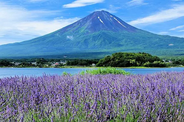 NHẬT BẢN CUNG ĐƯỜNG VÀNG MÙA HÈ 2026 (BAY VNA) TOKYO – FUJI – NAGOYA  KYOTO – OSAKA