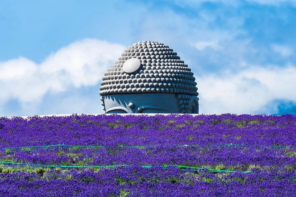 HOKKAIDO MÙA HÈ (BAY ANA) 6 NGÀY 5 ĐÊM: NGẮM HOA LAVENDER
