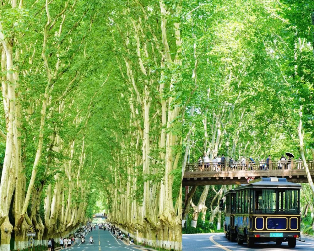 TOUR TRUNG QUỐC: NAM KINH – Ô TRẤN – HÀNG CHÂU – THƯỢNG HẢI 5N4Đ (Bay MU)