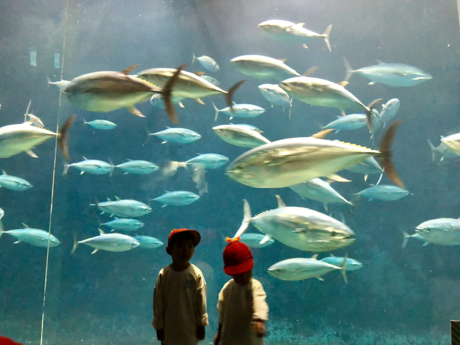 TOP 15 KHU VUI CHƠI CHƠI DÀNH CHO TRẺ EM Ở TOKYO - TOKYO SEA LIFE PARK