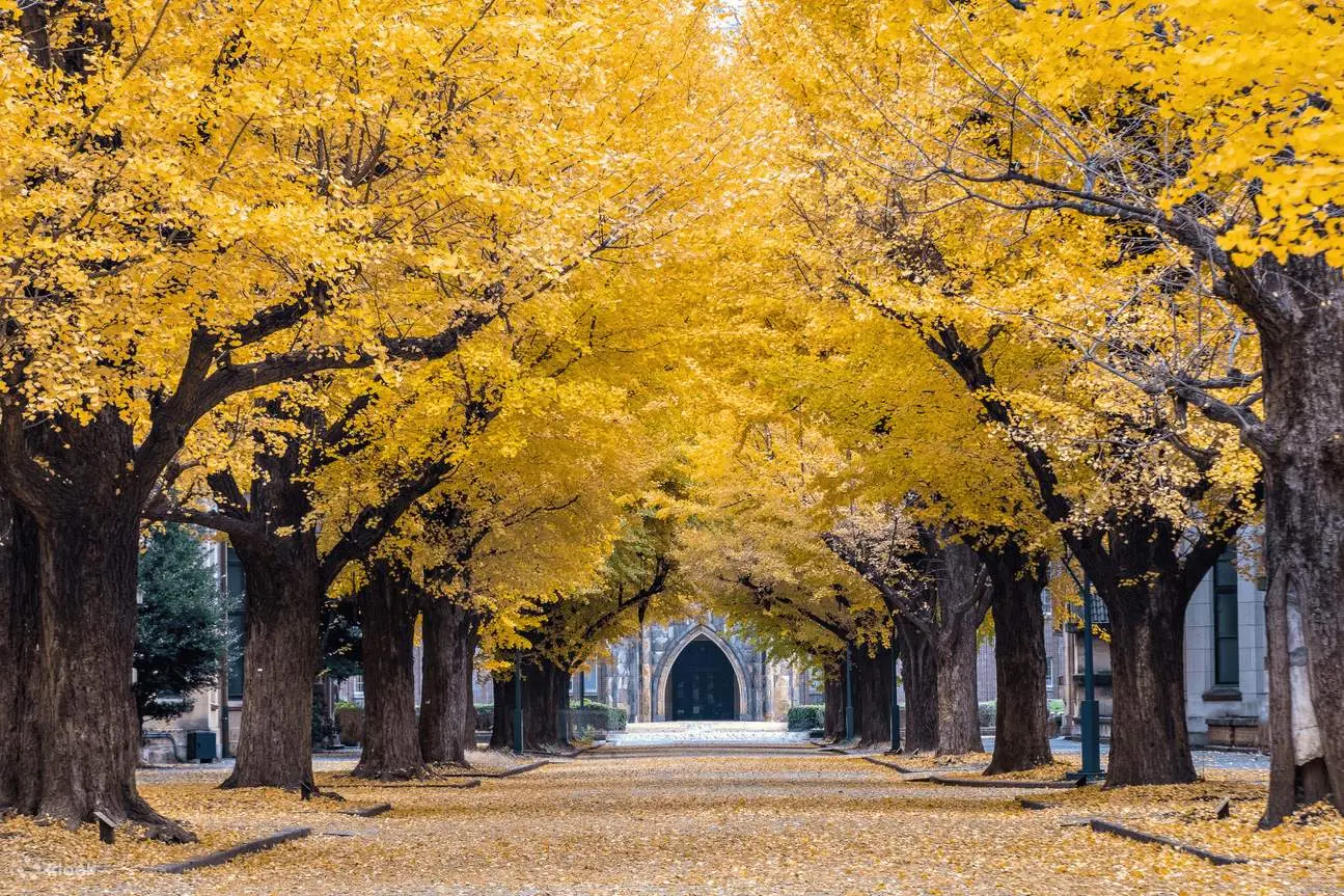 TOP 10 ĐỊA ĐIỂM NGẮM LÀ VÀNG LÁ ĐỎ MÙA THU NHẬT BẢN_ĐẠI HỌC TOKYO