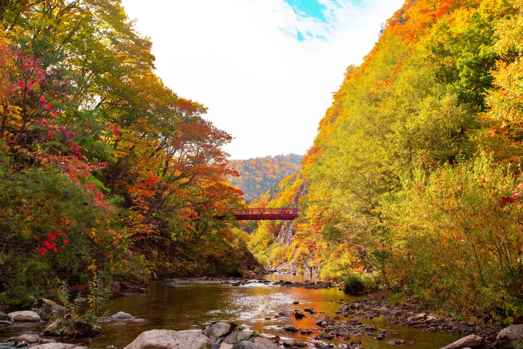 Cầu Futami Suspension Bridge và sông Toyohira - Jozankei