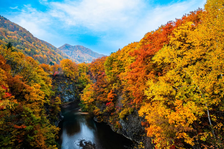 Colorful autumn trees by river