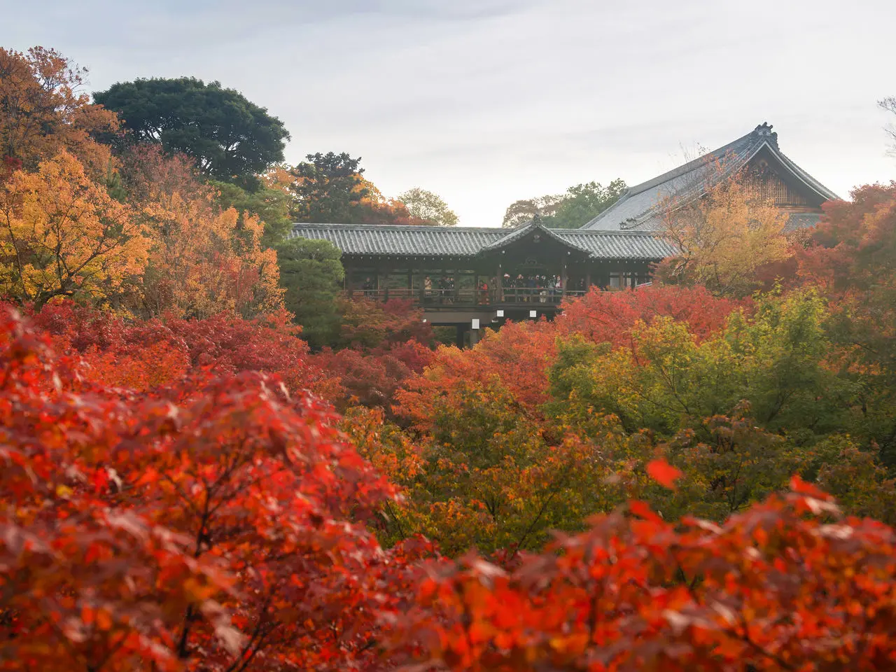 Đền Tofuku-ji Kyoto địa điểm chiêm ngưỡng cảnh đẹp mùa thu nhật bản