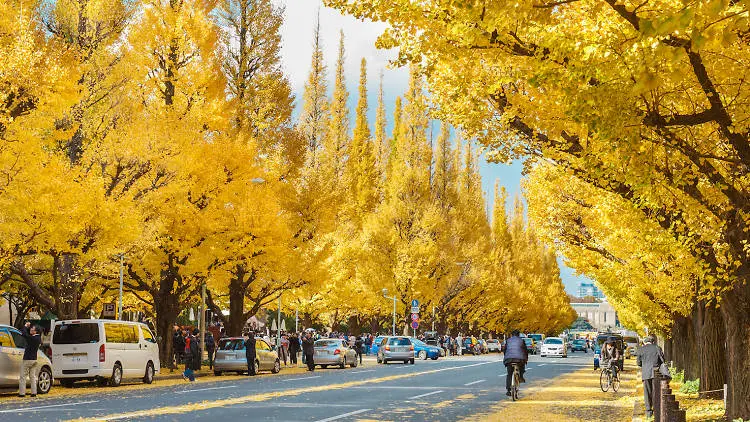 Đại lộ Ginkgo (Icho Namiki) vào mùa thu lá đỏ Nhật Bản 