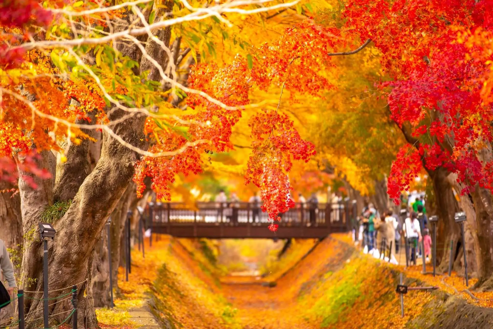 Momiji Kairo - địa điểm tổ chức lễ hội Momiji Festival mỗi khi mùa thu lá đỏ 