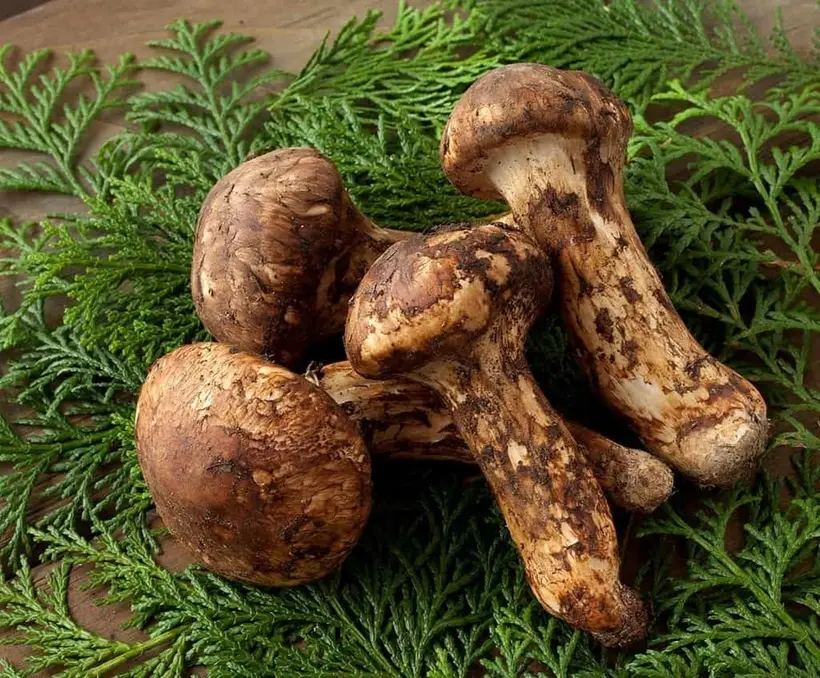 Top 10 món ăn mùa thu Nhật Bản nhất định phải thử_Nấm Matsutake
