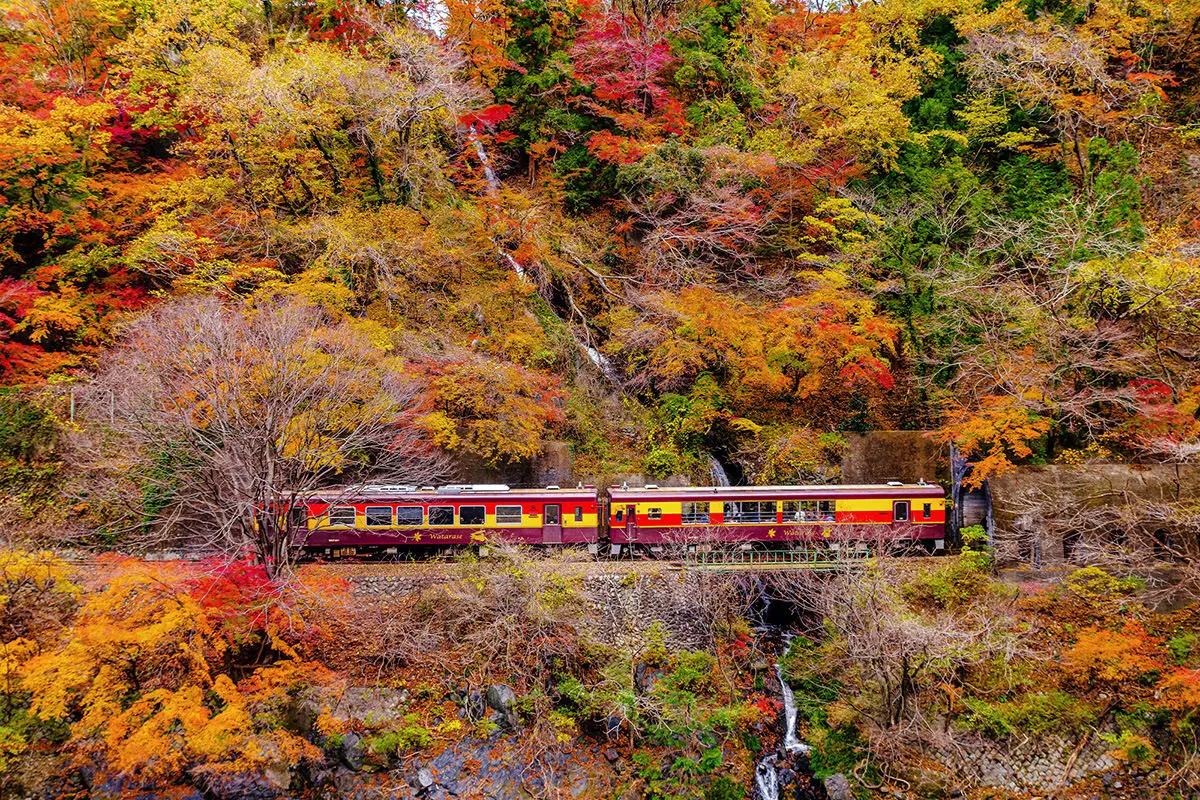 Chiêm ngưỡng Nhật Bản mùa thu lá đỏ trên Chuyến tàu Watarase Keikoku Railway 