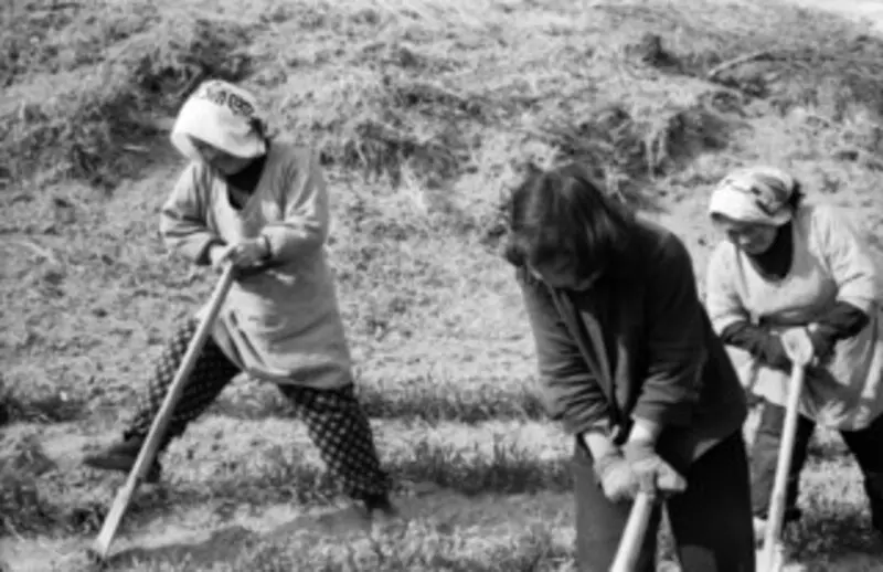 Người dân Saiko Iyashi no Sato Nenba inh sống chủ yếu bằng nông nghiệp