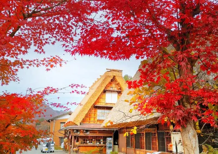Mùa thu lá đỏ tại làng cổ tích Shirakawago