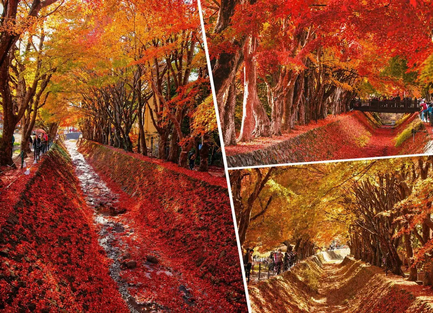 Gợi ý góc chụp đẹp ở Momiji Kairo - lễ hội mùa thu Fuji Kawaguchiko