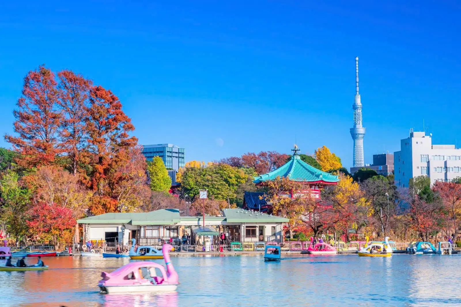 Dự Báo Lá Đỏ Mùa Thu Nhật Bản 2026 - Tokyo mùa thu
