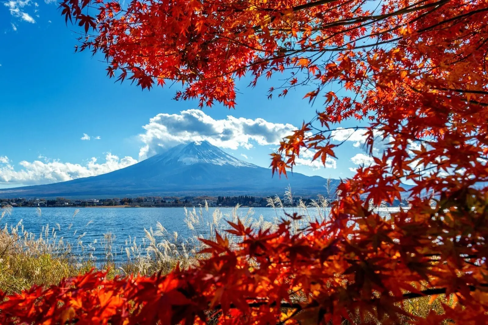 Lễ hội mùa thu Kawaguchiko – Fuji Kawaguchiko Autumn Festival là gì?