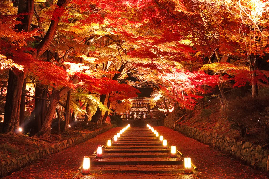 Momiji Illumination tại lễ hội mùa thu Fuji Kawaguchiko