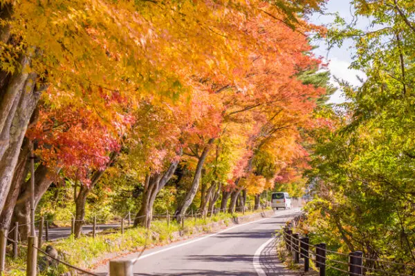 Momiji Avenue – con đường mùa thu bên hồ Kawaguchiko